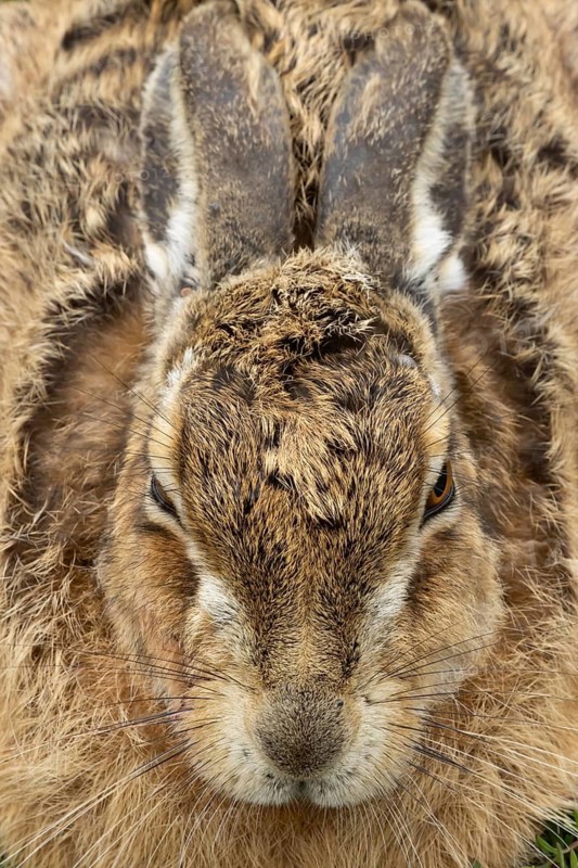 European brown hare (Lepus europaeus) adult animal head portrait, England, United Kingdom