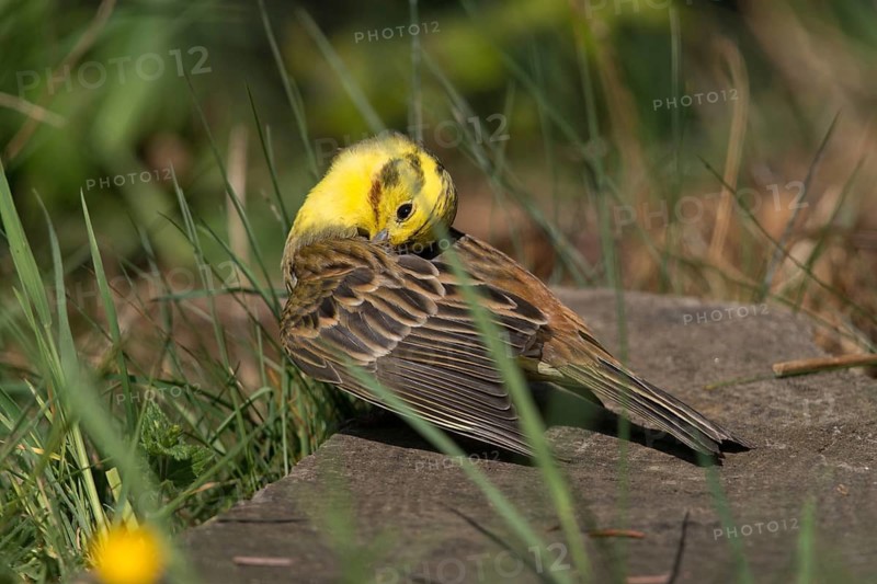 Emberiza citrinella, goldammer, yellowhammer, birds, male, passeri, songbirds, birds