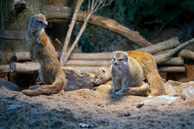 Fox mongooses (Cynictis penicillata) under a heat lamp, Nuremberg Zoo, Middle Franconia, Bavaria, Germany, PR available