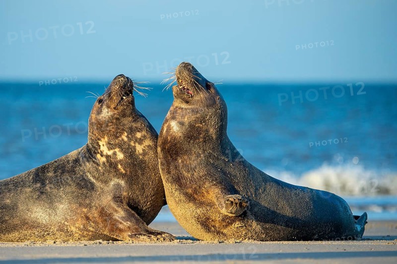 Grey seal (Halichoerus grypus), rutting season, Nordesee, Heligoland, Schleswig-Holstein, Germany