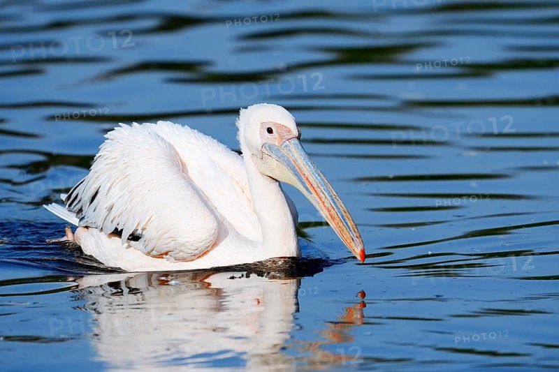 Pink pelican (Pelecanus onocrotalus) swimming, Greece