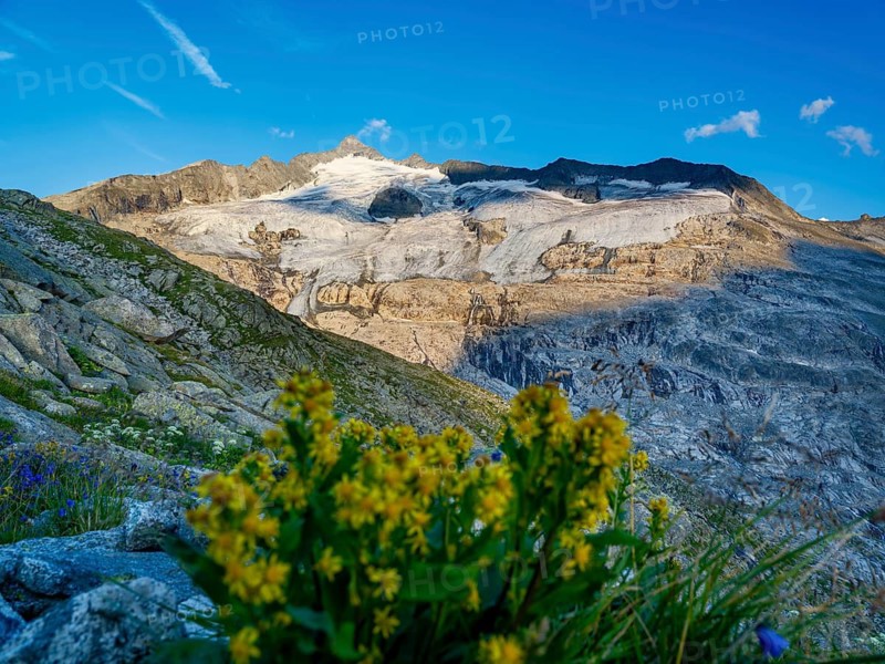 Glaciated summit of Grossvenediger, flowers in front, Venice Group, Hohe Tauern National Park, Province of Salzburg, Austria