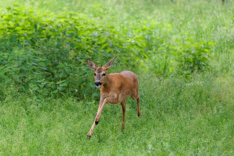 A roe deer (Capreolus capreolus) runs across a meadow with green tall grass. Bavaria, Germany