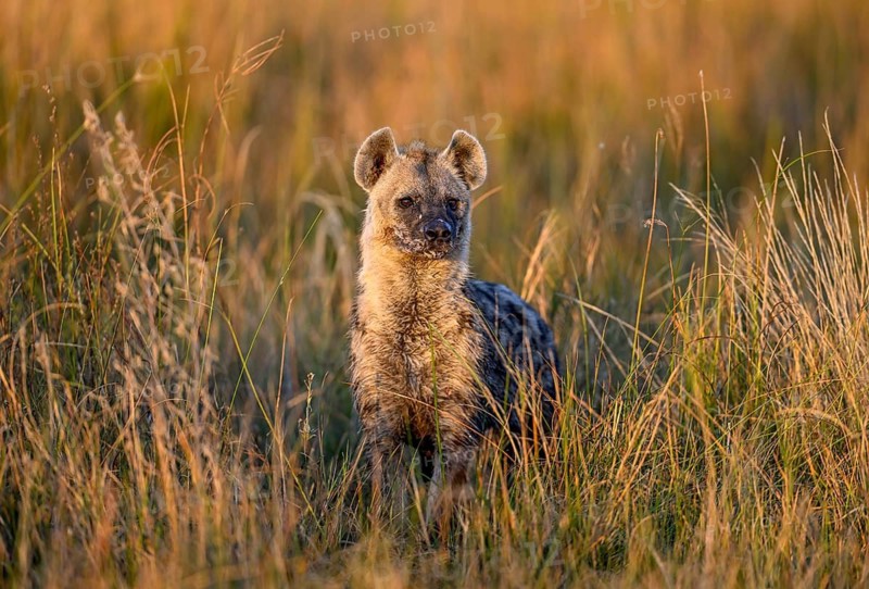 Spotted hyena (Crocuta crocuta) in the tall grass near Atzaró Camp, Okavango Delta, North-West District, Botswana