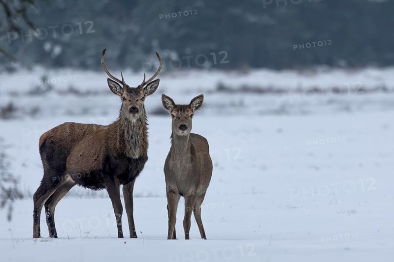 Red deer (Cervus elaphus) and red deer in a meadow in a snow-covered winter landscape, winter, cold, snow, January, Denmark