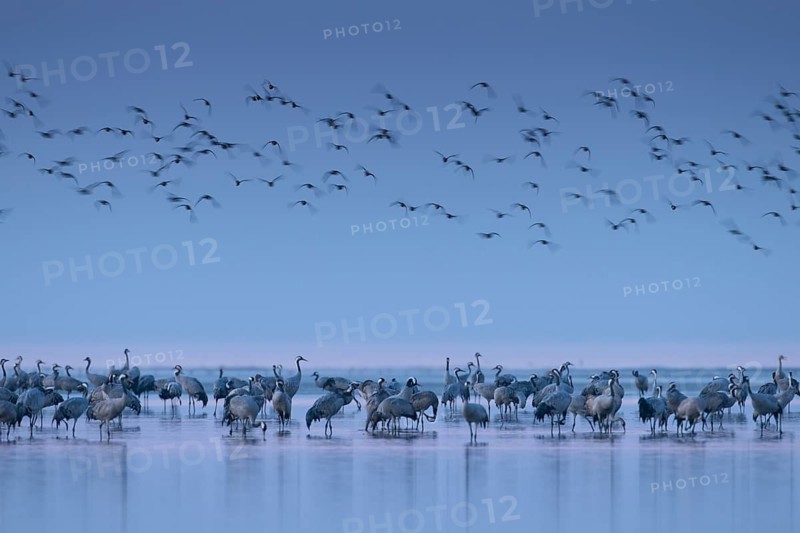 Roosting site for cranes (Grus grus) in the Vorpommersche Boddenlandschaft National Park, Zingst, Mecklenburg-Western Pomerania, Germany