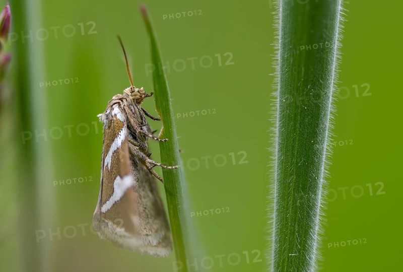 Deltote Bankiana, silver owl, silver-striped grass moth owl, insects, moths, moths, butterflies, silver barred