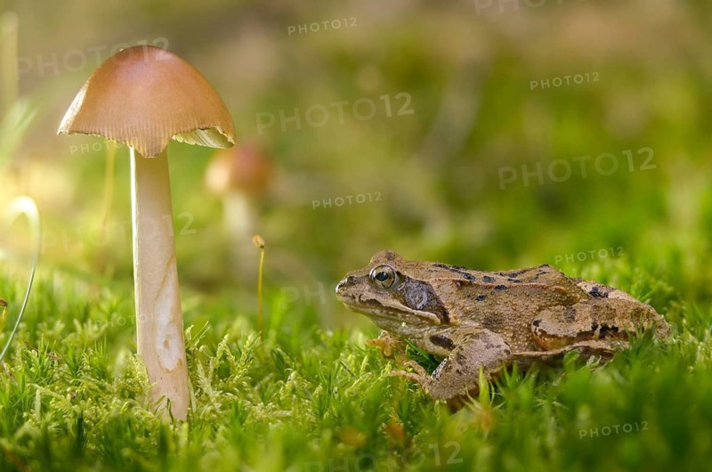 Amanita Fulva, Common Frog, Fuxy Vaginal Stripe, Fox Red Stripe, Yellow-Brown Vaginal Stripe, Common Frog, Rana Temporaria, Red-Brown Vaginal Stripe, Red-Brown Vaginal Stripe, Vaginal Stripe, Tawny Grisette, Amphibians, Frog, Frog, Frog, Fungi, fungus, amphibians, mushrooms