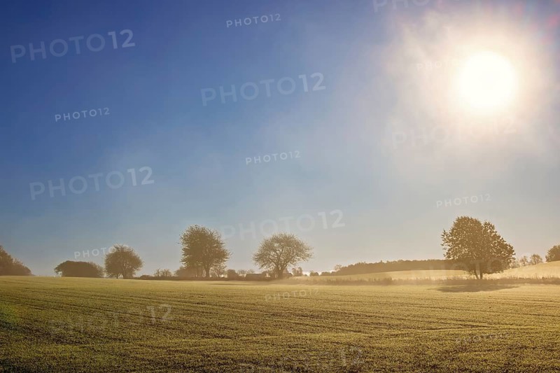 Rural field with short green plants and scattered trees along the horizon with a clear blue sky and bright sunlight in light fog