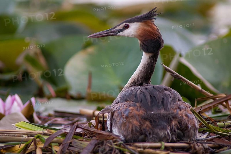 Great crested grebes, podiceps cristatus, birds, grebes, podicipedidae, divers, birds, waterbirds, waterbirds