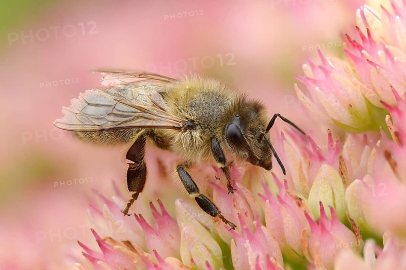 Apidae, apis mellifera, bees, European honey bee, European honeybee, hymenoptera, western honey bee, honey bee, honey bee, honeybee, insects, insects