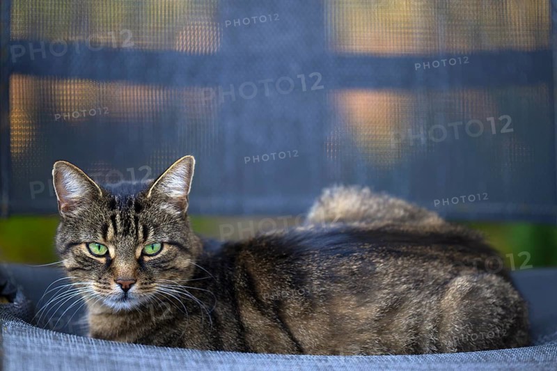 Outdoor view, cat, house cat, house cat, tiger lying on armchair, animal portrait, Stuttgart, Baden-Württemberg, Germany