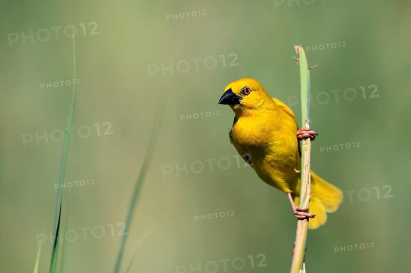 Golden Weaver (Ploceus subaureus), adult, perched, male, alert, iSimangaliso Wetland Park, KwaZulu-Natal, South Africa