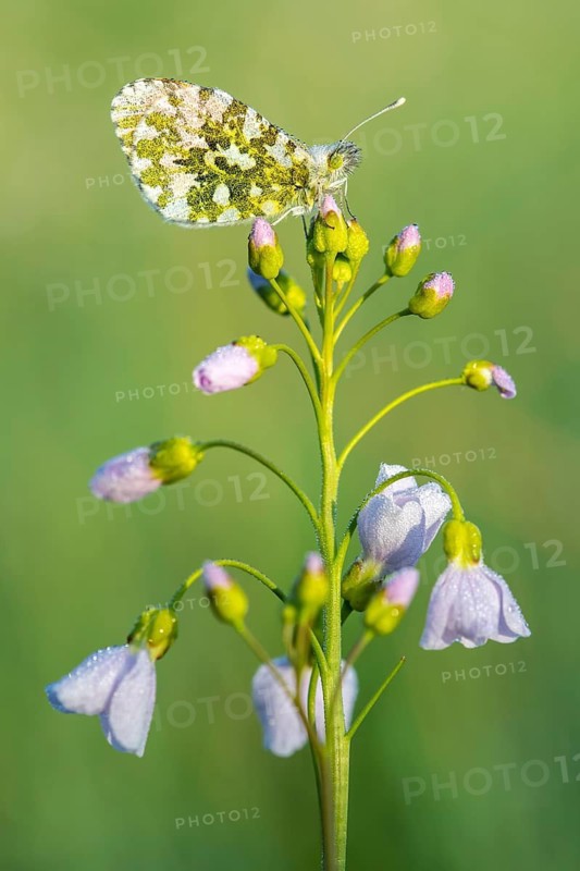 Aurora fritillary (Anthocharis cardamines) on common cuckoo flower, Telbrake, Vechta, Lower Saxony, Germany