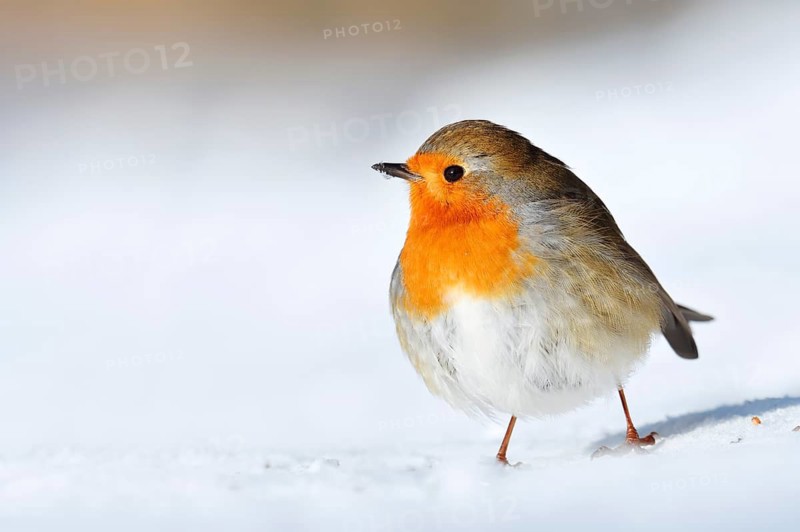 Robin (Erithacus rubecula) in the snow, North Rhine-Westphalia, Germany
