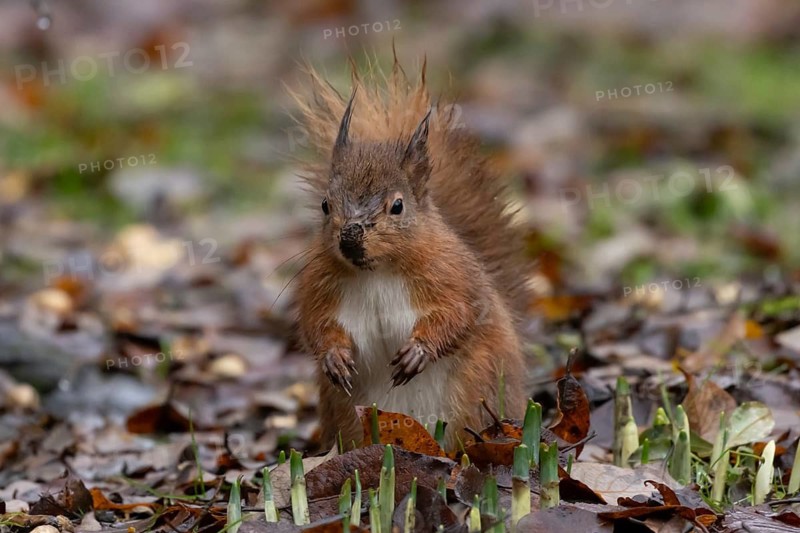 Red squirrel (Sciurus vulgaris) adult animal in a garden, England, United Kingdom