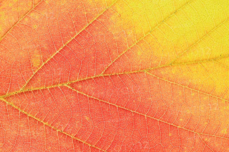 Persian ironwood (Parrotia persica), detail of leaf in autumn, North Rhine-Westphalia, Germany