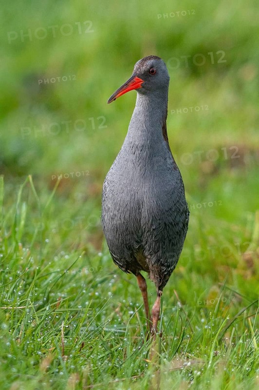 Rallus aquaticus, water rail, birds, gruiformes, high size, portrait, crane birds, rails, railings, rallidae, birds, waterbirds, waterbirds, waterbirds, waterbirds