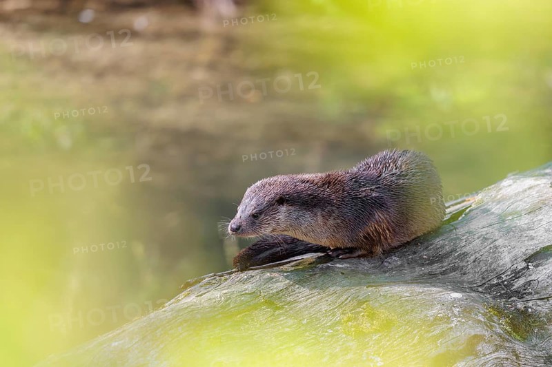 A Eurasian otter (Lutra lutra) is resting on a fallen, decaying tree lying in the water of a small stream on a sunny day. Czech Republic