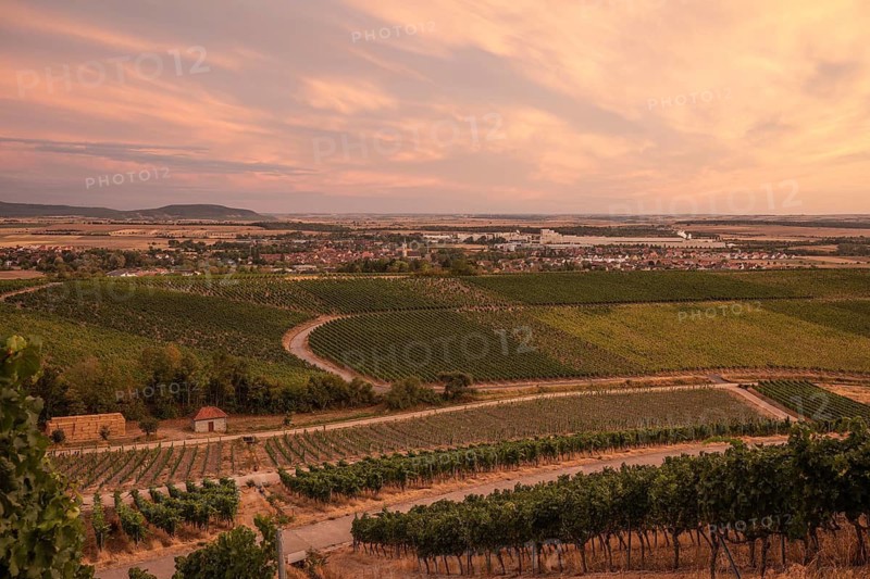 20 August 2026, Panoramic view over vineyards looking towards the town at sunset in Iphofen, Bavaria, Germany