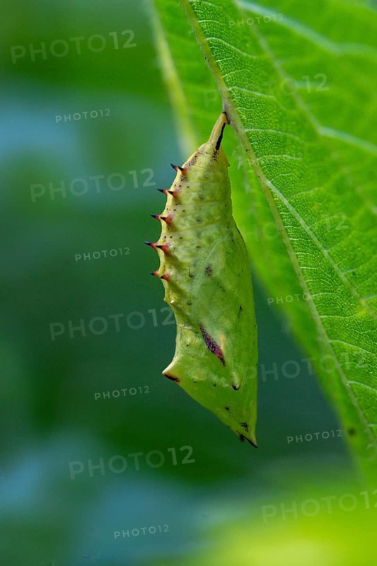 Aglais io, Inachis io, Nymphalis io, peacock, peacock, butterfly, high size, portrait, insects, pupa, pupa, butterflies, butterflies, butterflies