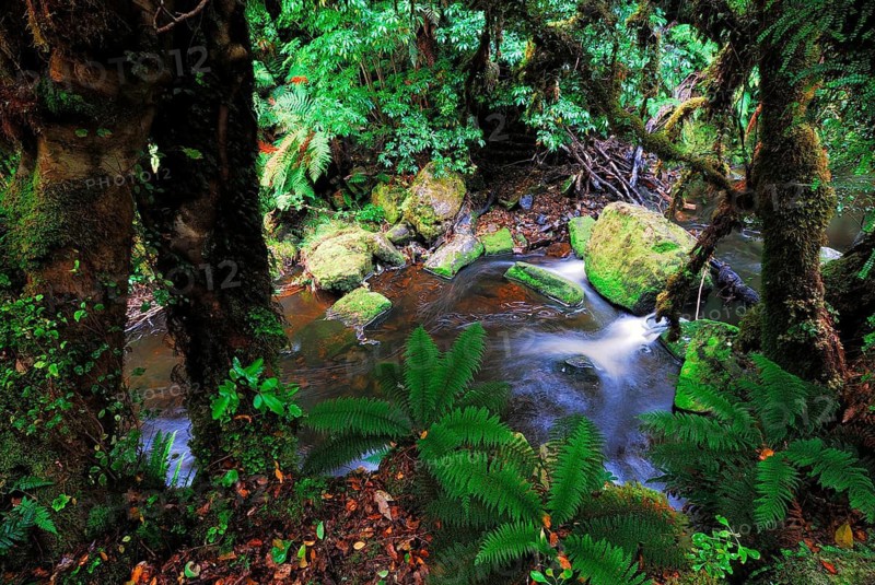 Rainforest, Maclennan River, Catlins Forest Park, Otago, South Island New Zealand, Otago, South Island, New Zealand