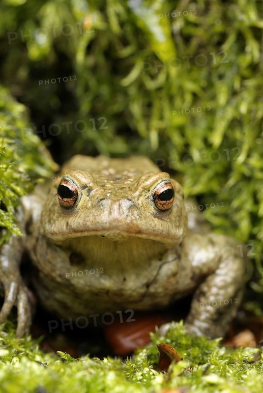 Common Toad, Bufo Bufo, Common Toad, sitting on moss