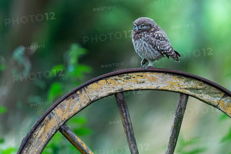 Little owl (Athene noctua), Vechta, Lower Saxony, Germany