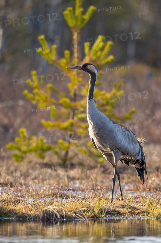 Common crane (Grus grus) in its breeding grounds, Fågelsjö, Gävleborg County, Sweden