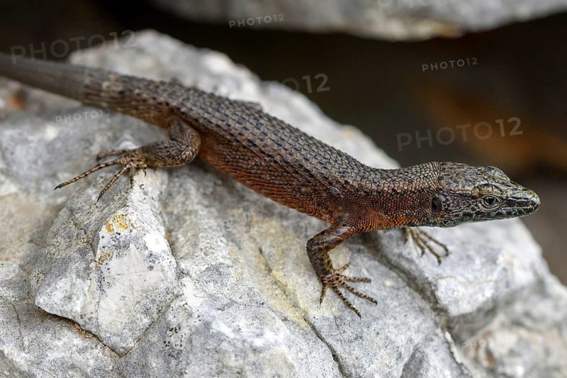 Animals, amphibians, lizards, the magnificent keeled lizard perched on a stone (Algyroides nigropunctatus), Croatia