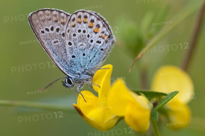 Argus blue, plebeius argus, silver-studded blue, butterfly, insects, butterfly, butterflies