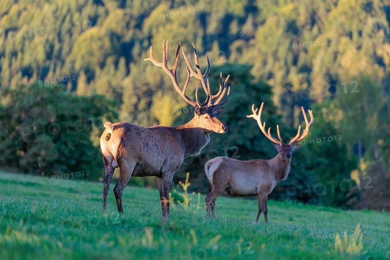 Two Altai maral stags (Cervus canadensis sibiricus) stand in a green meadow in the first light of the day. Southern Siberia, northwestern Mongolia, northern Xinjiang province of China