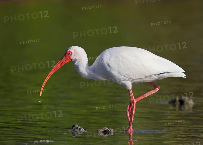 Animals, Birds, White Ibis (Eudocimus albus), Florida, USA, United States