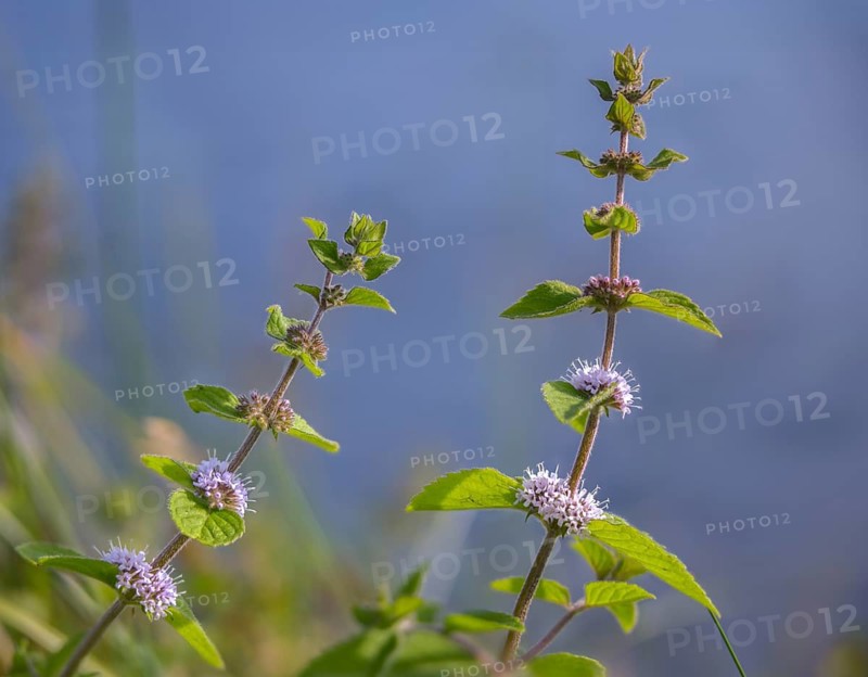 Lamiaceae, mint, mentha aquatica, water mint, water mint, flora, mint, plants