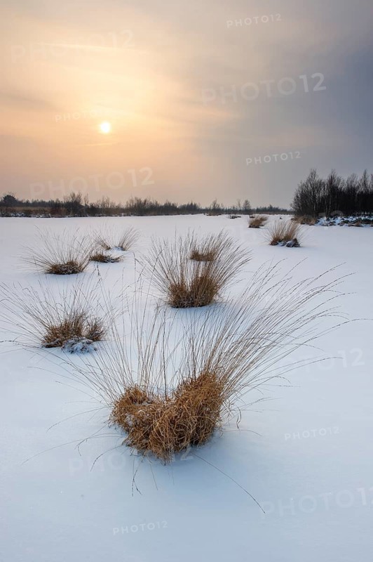 Winter landscape with snow in Goldenstedter Moor, Goldenstedt, Lower Saxony, Germany