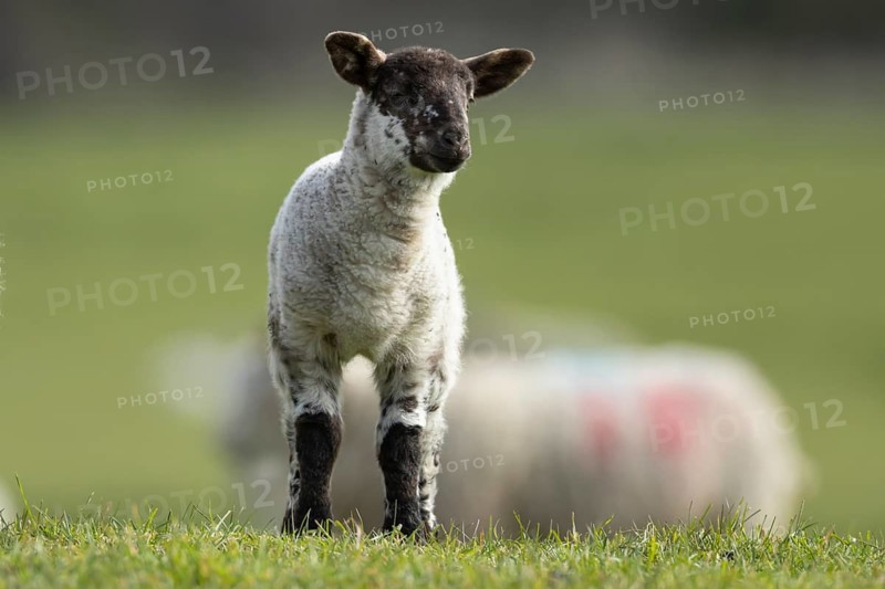 Domestic sheep (Ovis aries) juvenile baby lamb farm animal in a grass field in spring, England, United Kingdom