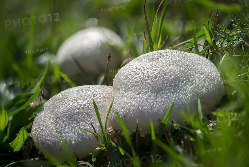 Agaricus campestris, mushroom, field gerling, meadow mushroom, fungi, fungus, meadow mushroom, mushrooms