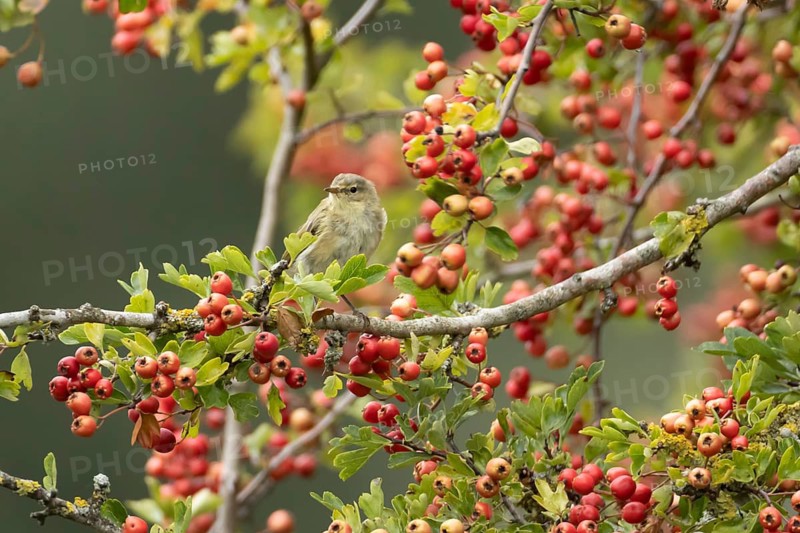 Willow warbler (Phylloscopus trochilus) adult bird in a hawthorn tree in a hedgerow with red berries in summer, England, United Kingdom