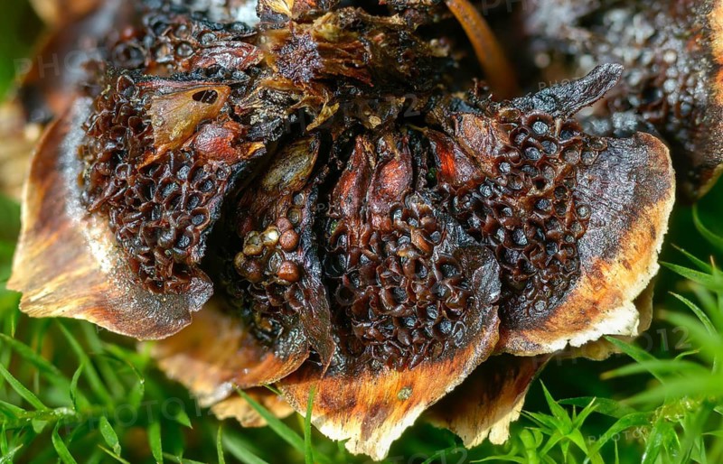 Aecidium strobilinum, cherry spruce rust, spruce cone grape cherry rust, spruce cone rust, perichaena strobilina, pucciniales, pucciniastrum areolatum, rust mushrooms, thekopsora areolata, thekopsora padi, grape cherry rust, fungi, fungi, mushrooms