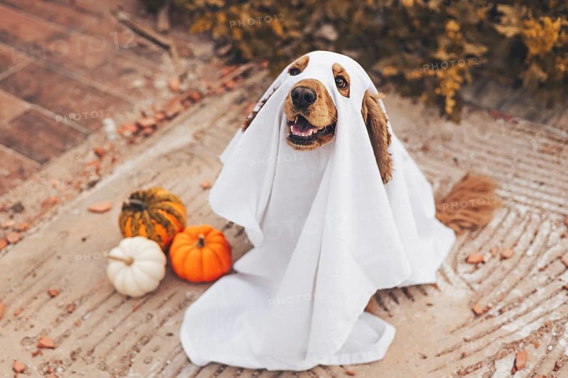 A cocker spaniel dog dressed in a ghost costume sits on a porch surrounded by pumpkins. The dog appears happy and playful, embodying the Halloween spirit