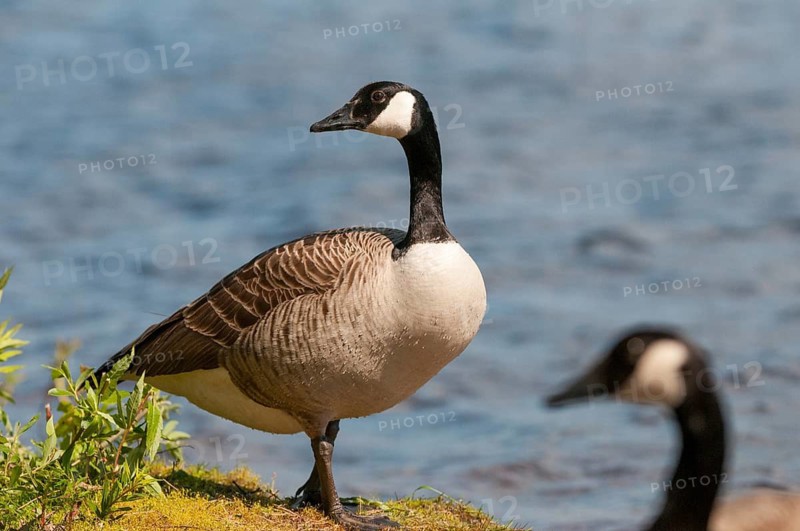 Branta Canadensis, Canada Goose, Canada Goose, Sweden, Anatidae, Birds, Duckbirds, Goose, Geese, Geese, Sweden, Birds, Waterbirds