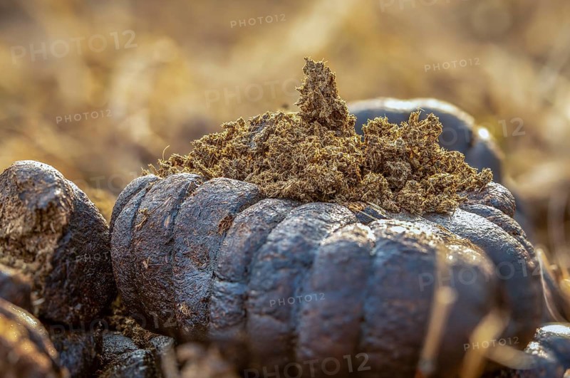 Cows, droppings, dung, feces, solution, manure, cattle, beef droppings, beef solution, decomposition