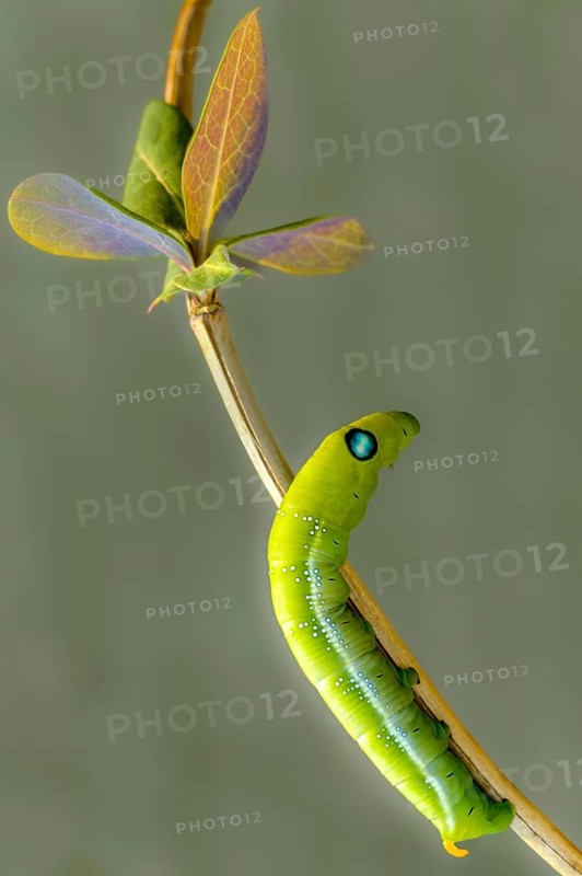 Army Green Moth, Daphnis Nerii, Oleander Hawk-Moth, Oleander Swarmers, High Size, Portrait Format, Inchworm, Insects, Moths, Moths, Moths, Caterpillar, Butterflies