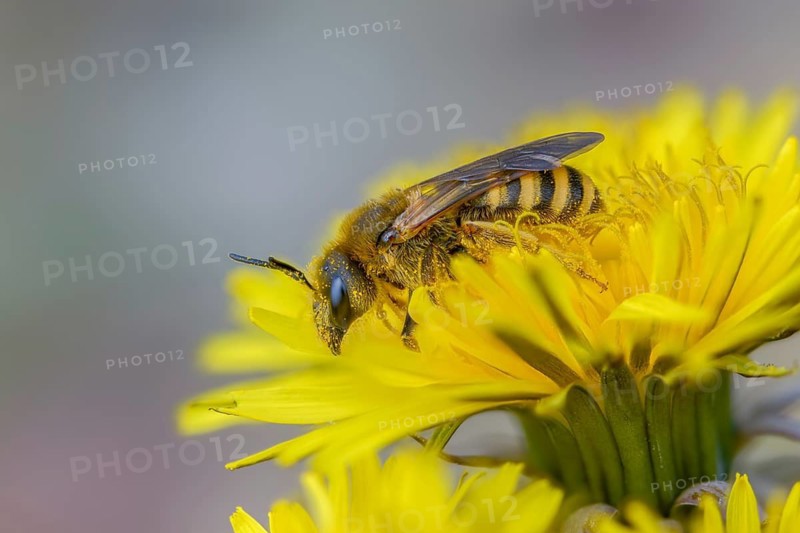 Apidae, bees, furrow bee, common narrow bee, hymenoptera, lasioglossum calceatum, insects