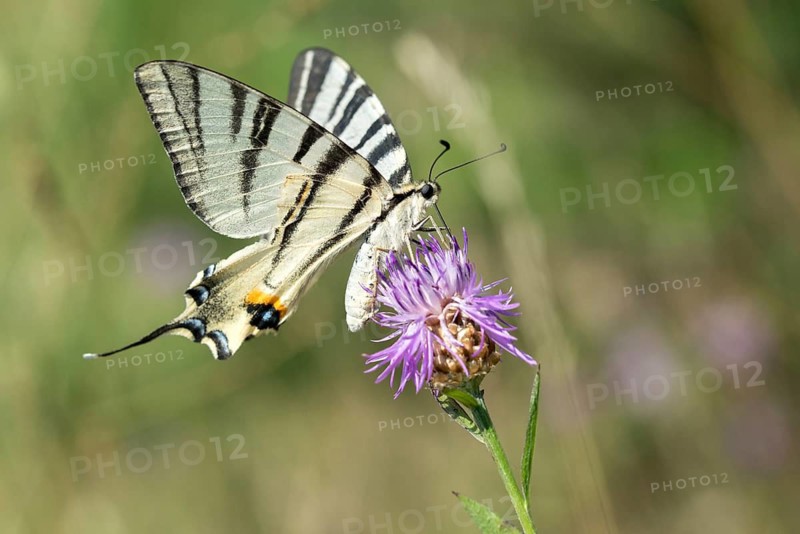 Brandenburg, Germany, Iphiclides Podalirius, Nabu project, national natural heritage, natural paradise Grünhaus, Scarce swallowtail, sailbutterfly, post-mining landscape, butterfly, green house, insects, pear-tree swallowtail, sail swallowtail, butterfly, butterflies
