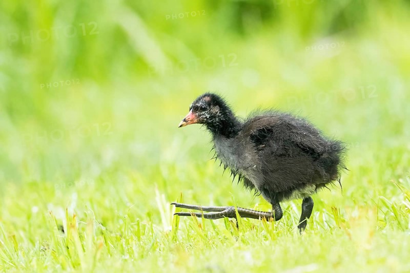 A small, fluffy chick, a moorhen (Gallinula chloropus), is running across a green meadow in Hesse, Germany