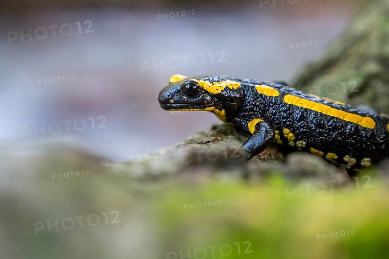 Fire salamander (Salamandra salamandra), Ilsenburg, Saxony-Anhalt, Germany