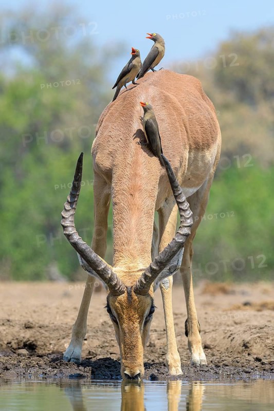 Impala ram, (Aepyceros melampus), with Red-billed oxpeckers, (Buphagus erythrorynchus), drinking at a watering hole, Mashatu Game Reserve, Botswana
