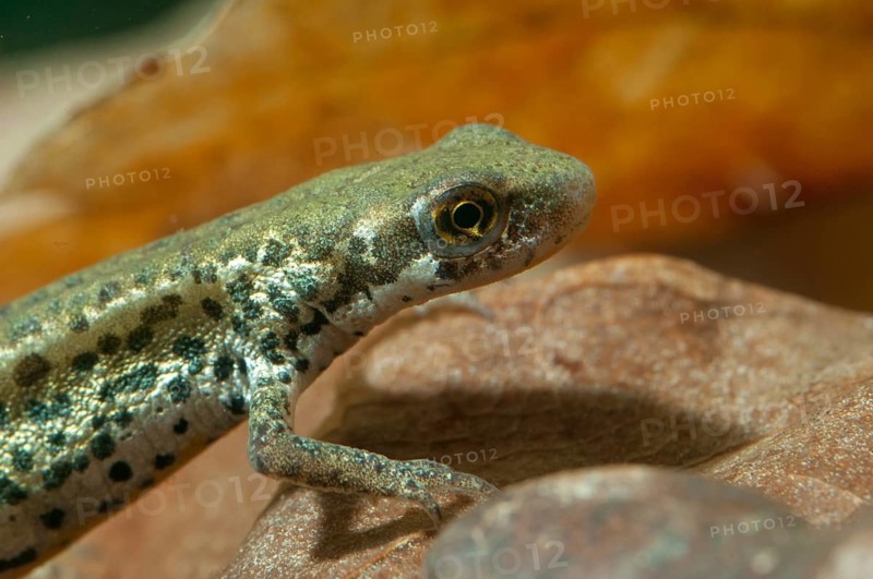 Italian newt, Italian water newt, Lissotriton italicus, Triturus italicus, amphibians, amphibians, caudata, amphibians, male, newt, tailed amphibians, water newts