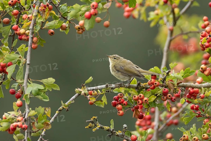 Common chiffchaff (Phylloscopus collybita) adult bird in a hawthorn tree in a hedgerow with red berries in summer, England, United Kingdom